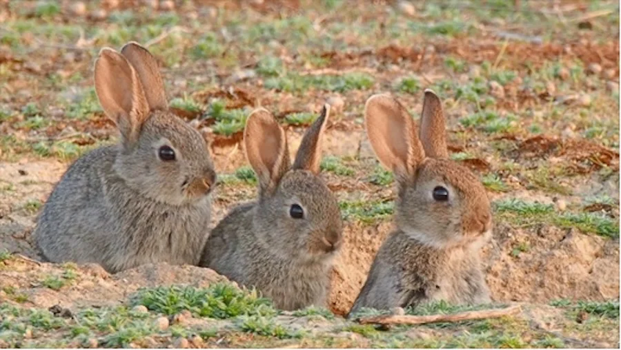 Conejos ibéricos | Foto de Jorge Sierra/WWF